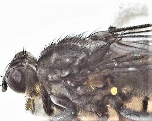 Ceratinostoma ostiorum